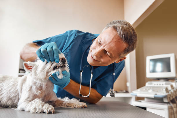Best Emergency X-Rays and Diagnostics in Old Mystic, CT